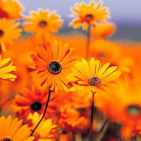 Διαμέρισμα Fior Di Sole
