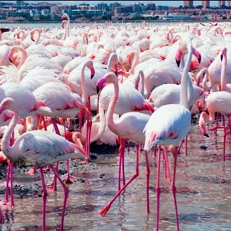 Fior Di Sole דירה